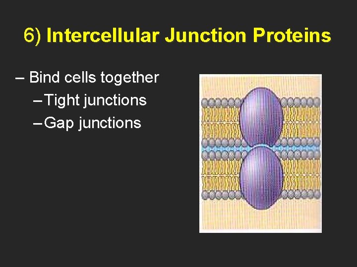6) Intercellular Junction Proteins – Bind cells together – Tight junctions – Gap junctions
