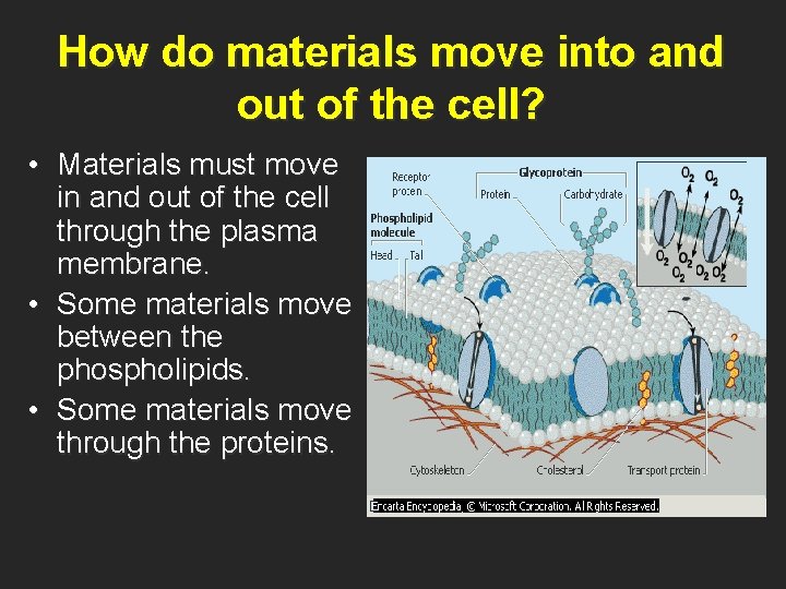 How do materials move into and out of the cell? • Materials must move