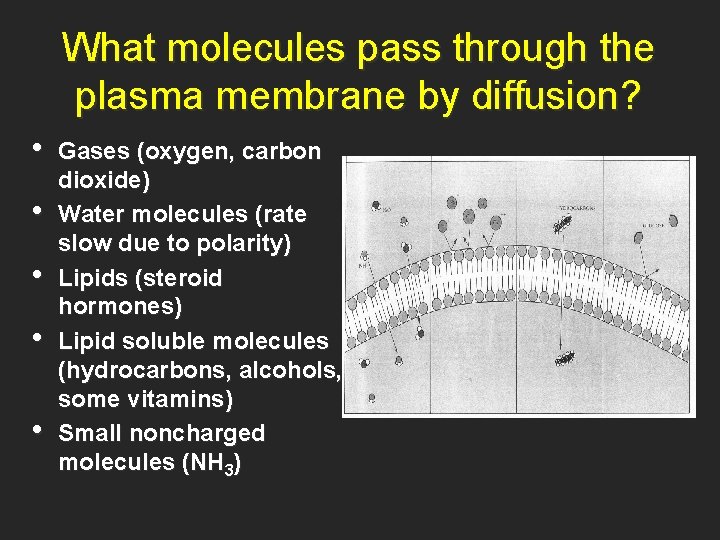What molecules pass through the plasma membrane by diffusion? • • • Gases (oxygen,