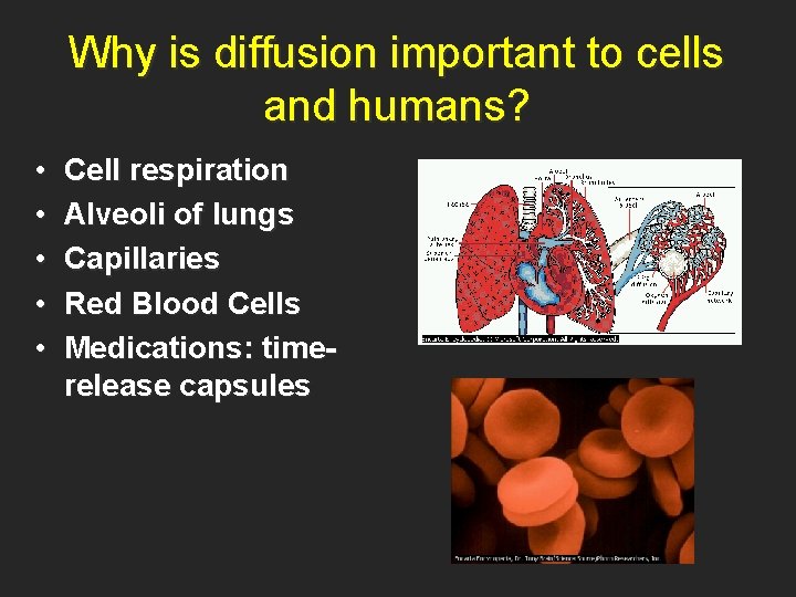Why is diffusion important to cells and humans? • • • Cell respiration Alveoli