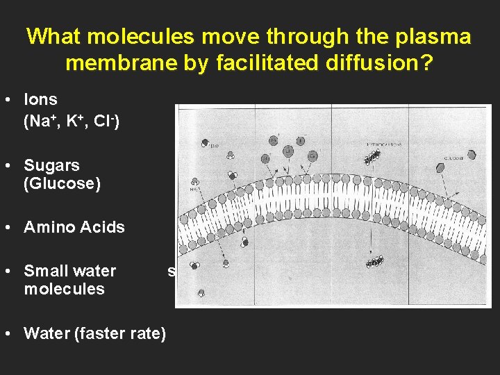 What molecules move through the plasma membrane by facilitated diffusion? • Ions (Na+, K+,