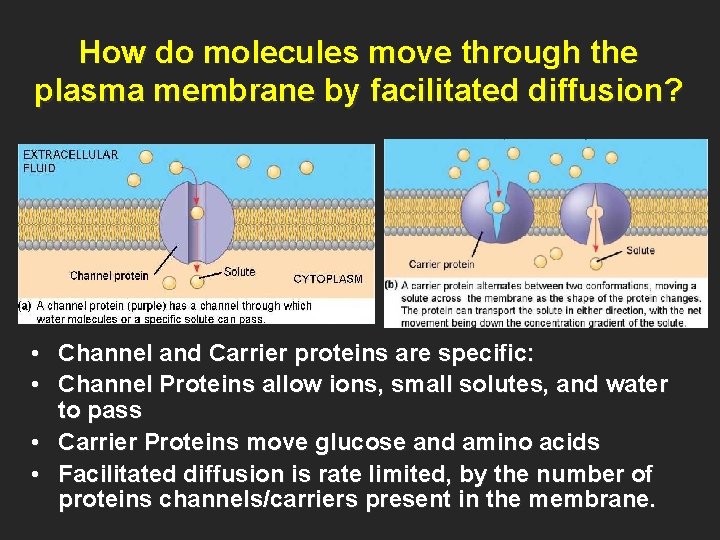 How do molecules move through the plasma membrane by facilitated diffusion? • Channel and