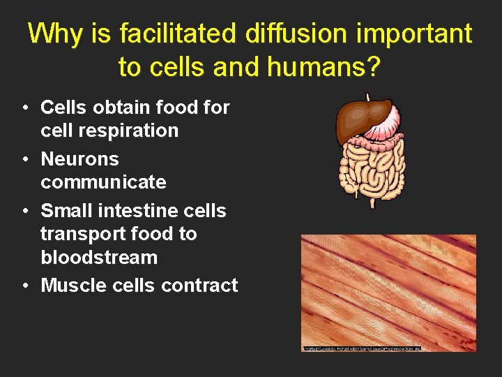 Why is facilitated diffusion important to cells and humans? • Cells obtain food for