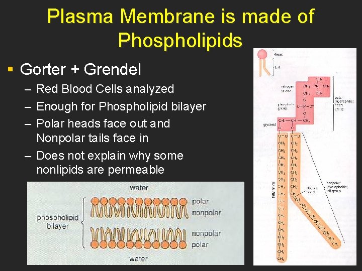 Plasma Membrane is made of Phospholipids § Gorter + Grendel – – – Red