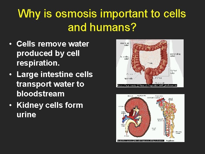 Why is osmosis important to cells and humans? • Cells remove water produced by