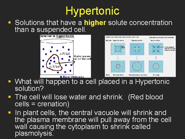 Hypertonic § Solutions that have a higher solute concentration than a suspended cell. §