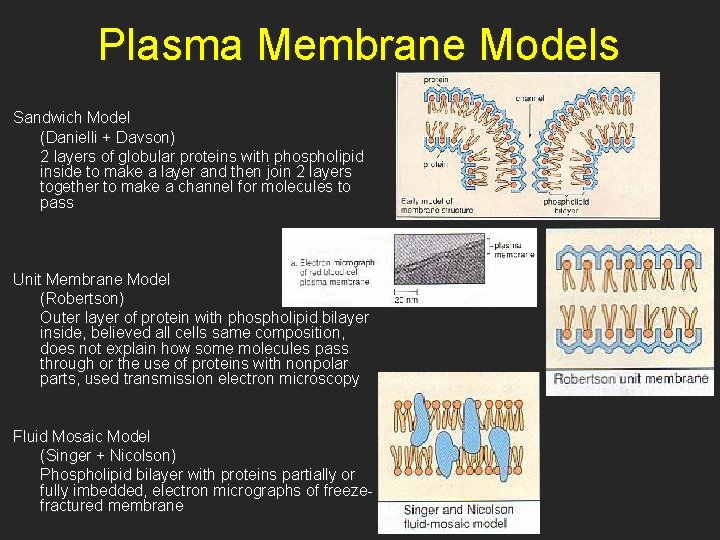 Plasma Membrane Models Sandwich Model (Danielli + Davson) 2 layers of globular proteins with