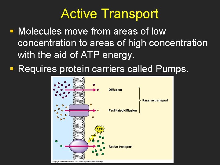 Active Transport § Molecules move from areas of low concentration to areas of high
