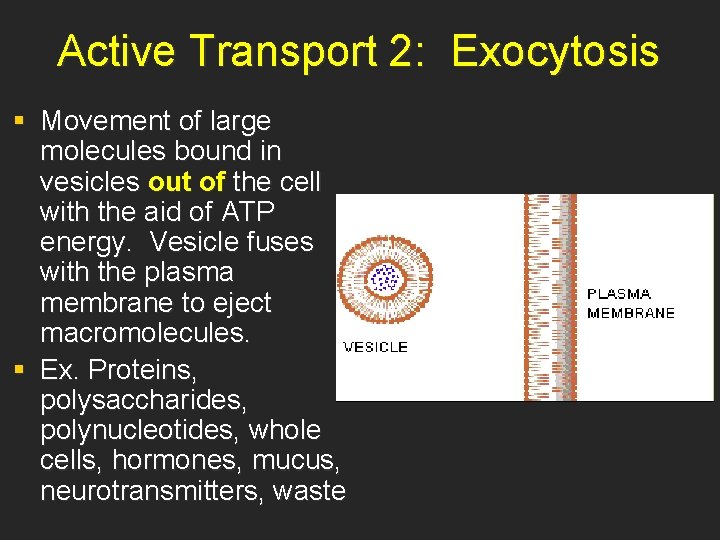 Active Transport 2: Exocytosis § Movement of large molecules bound in vesicles out of