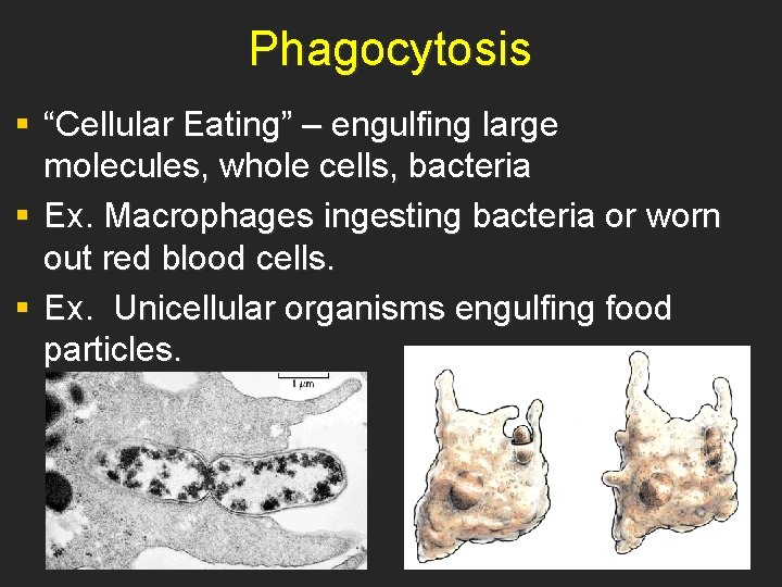 Phagocytosis § “Cellular Eating” – engulfing large molecules, whole cells, bacteria § Ex. Macrophages