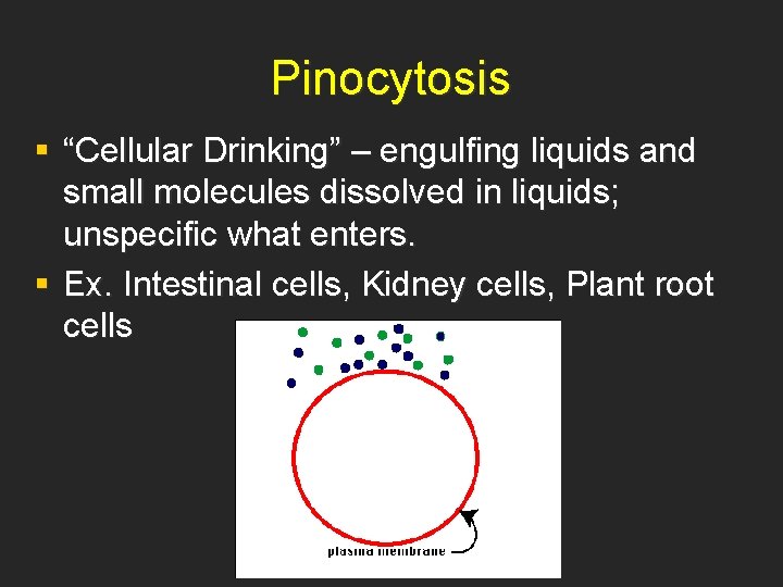 Pinocytosis § “Cellular Drinking” – engulfing liquids and small molecules dissolved in liquids; unspecific