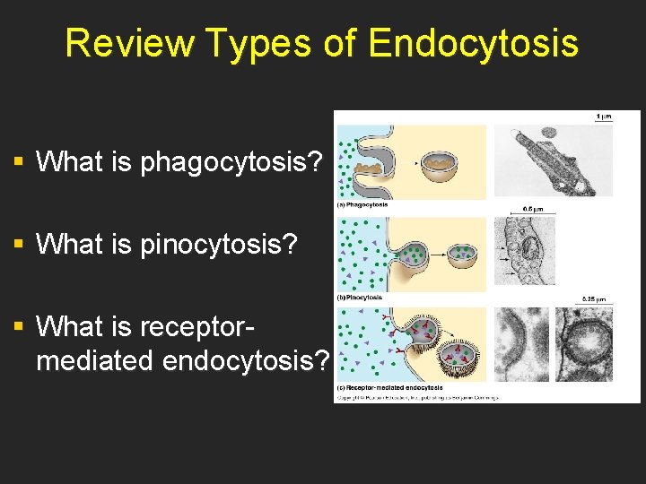 Review Types of Endocytosis § What is phagocytosis? § What is pinocytosis? § What