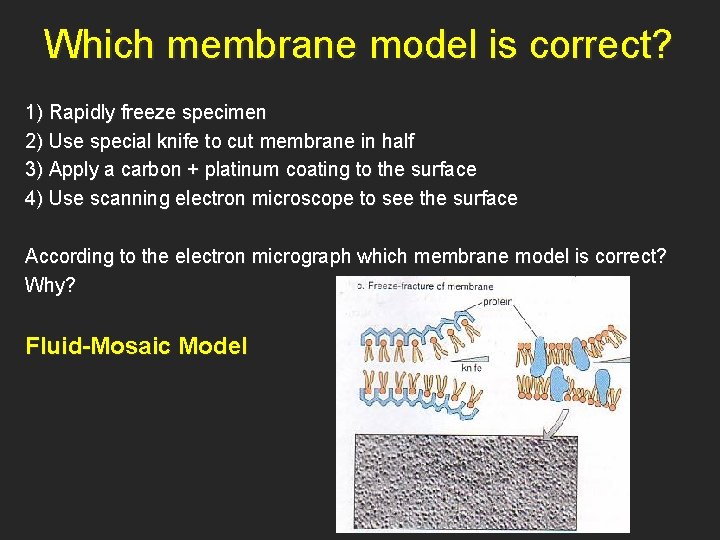 Which membrane model is correct? 1) Rapidly freeze specimen 2) Use special knife to