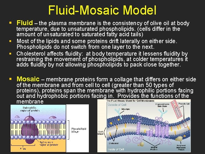 Fluid-Mosaic Model § Fluid – the plasma membrane is the consistency of olive oil