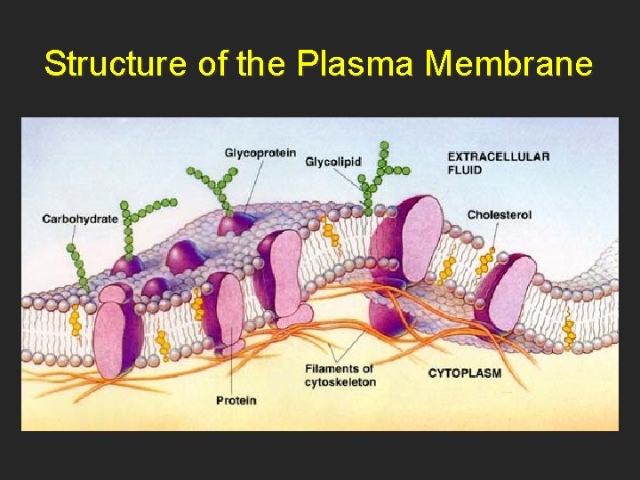 Structure of the Plasma Membrane 