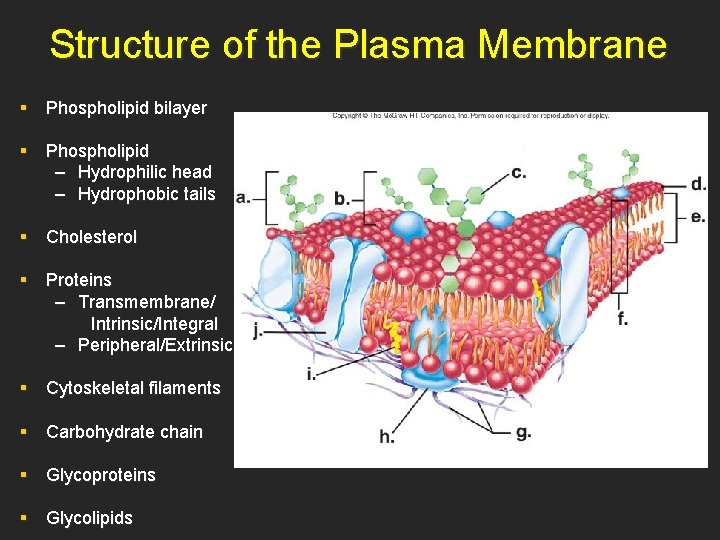 Structure of the Plasma Membrane § Phospholipid bilayer § Phospholipid – Hydrophilic head –