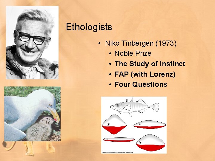 Ethologists • Niko Tinbergen (1973) • Noble Prize • The Study of Instinct •