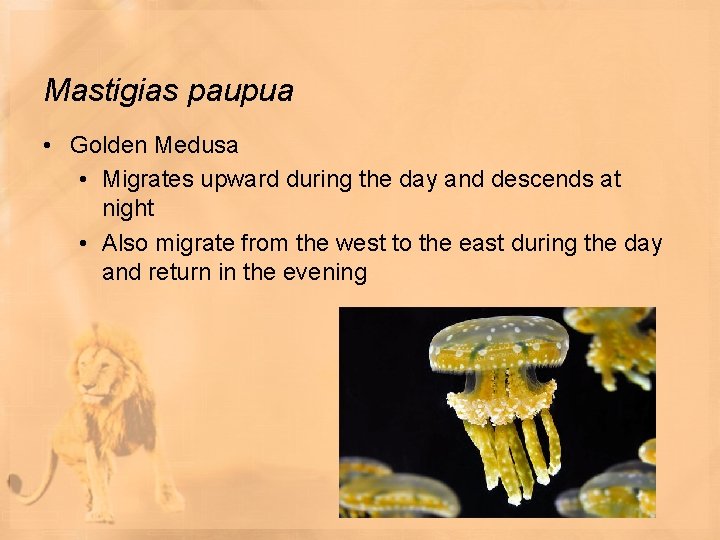 Mastigias paupua • Golden Medusa • Migrates upward during the day and descends at