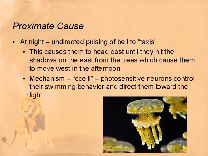 Proximate Cause • At night – undirected pulsing of bell to “taxis” • This