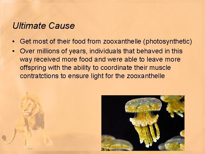 Ultimate Cause • Get most of their food from zooxanthelle (photosynthetic) • Over millions