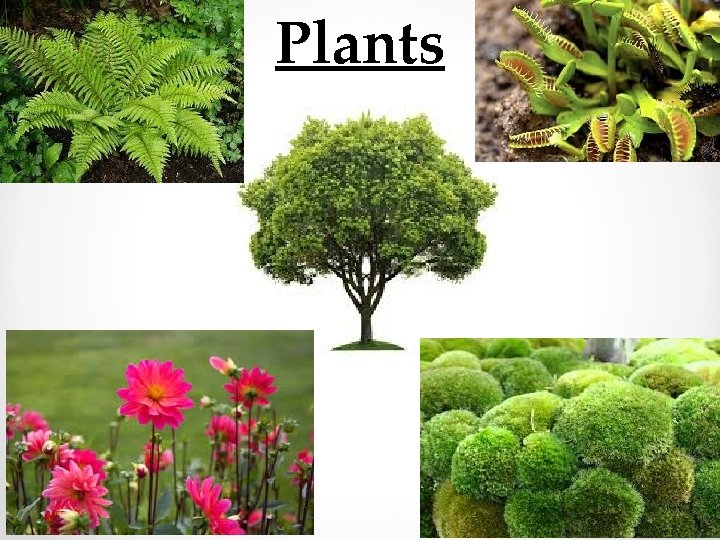 Plants 