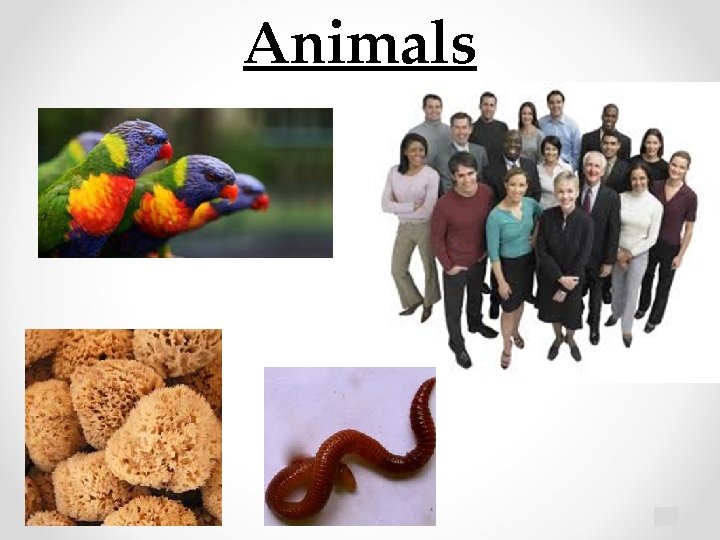 Animals 