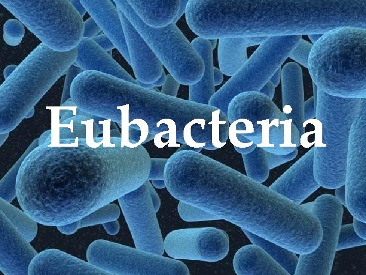 Eubacteria 