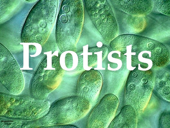 Protists 