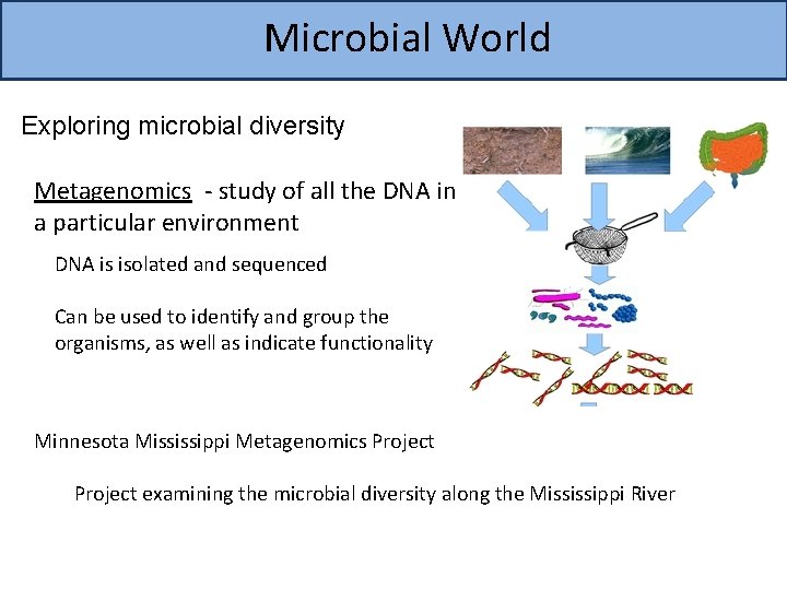Microbial World Exploring microbial diversity Metagenomics - study of all the DNA in a