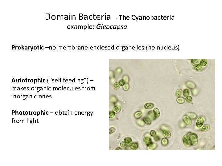 Domain Bacteria - The Cyanobacteria example: Gleocapsa Prokaryotic –no membrane-enclosed organelles (no nucleus) Autotrophic