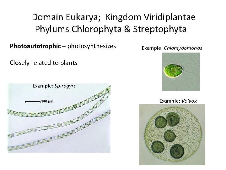 Domain Eukarya; Kingdom Viridiplantae Phylums Chlorophyta & Streptophyta Photoautotrophic – photosynthesizes Example: Chlamydomonas Closely