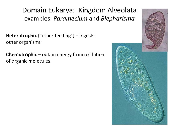 Domain Eukarya; Kingdom Alveolata examples: Paramecium and Blepharisma Heterotrophic (“other feeding”) – ingests other