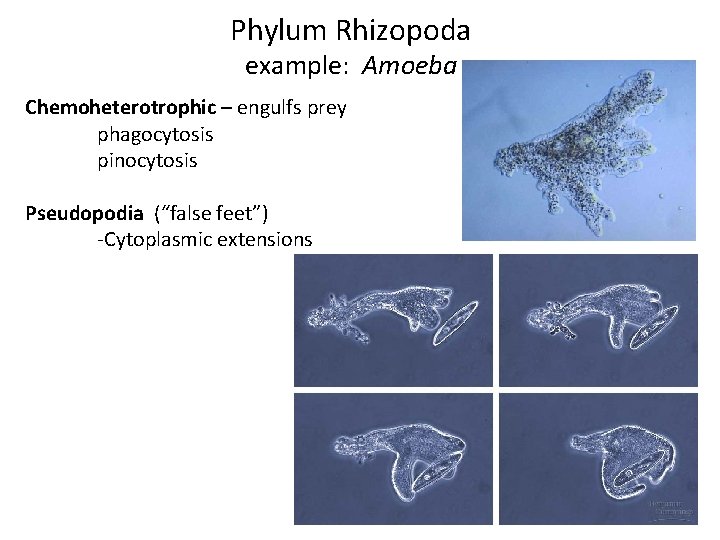 Phylum Rhizopoda example: Amoeba Chemoheterotrophic – engulfs prey phagocytosis pinocytosis Pseudopodia (“false feet”) -Cytoplasmic
