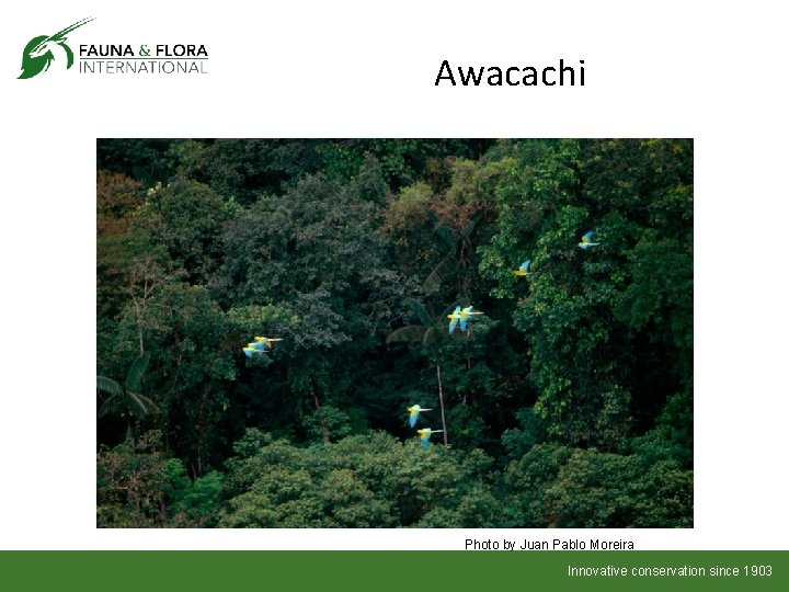 Awacachi Photo by Juan Pablo Moreira Innovative conservation since 1903 