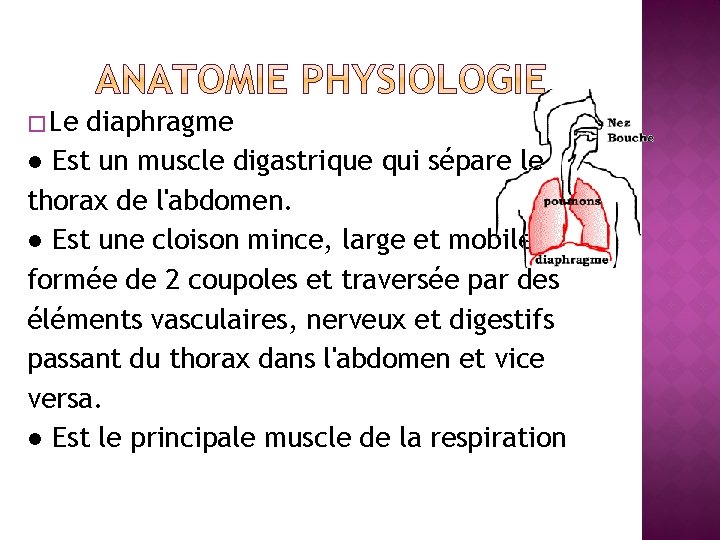 � Le diaphragme ● Est un muscle digastrique qui sépare le thorax de l'abdomen.