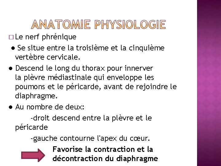 � Le nerf phrénique ● Se situe entre la troisième et la cinquième vertèbre