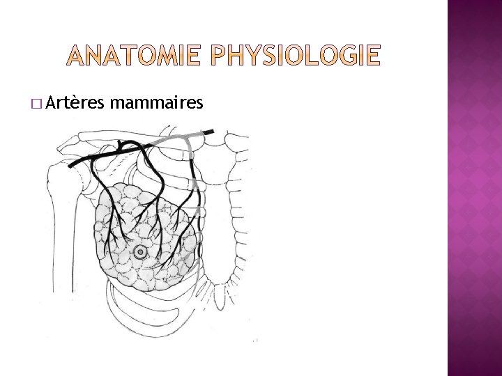 � Artères mammaires 