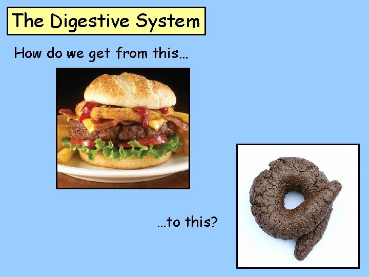 The Digestive System How do we get from this… …to this? 