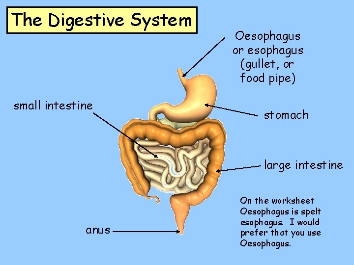 The Digestive System small intestine Oesophagus or esophagus (gullet, or food pipe) stomach large