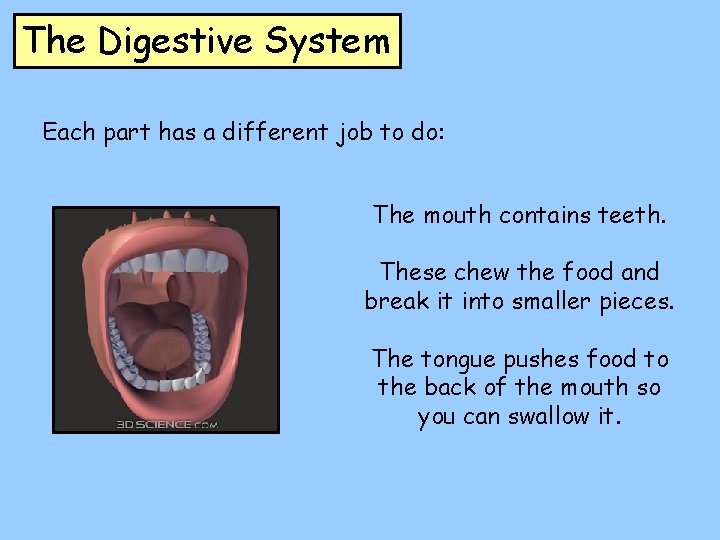 The Digestive System Each part has a different job to do: The mouth contains
