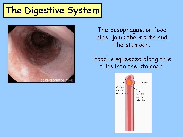 The Digestive System The oesophagus, or food pipe, joins the mouth and the stomach.