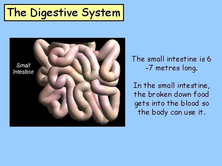 The Digestive System The small intestine is 6 -7 metres long. In the small