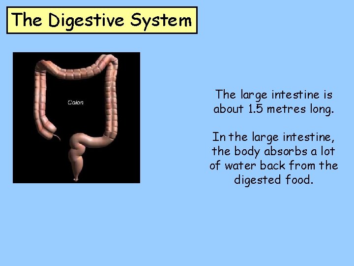 The Digestive System The large intestine is about 1. 5 metres long. In the