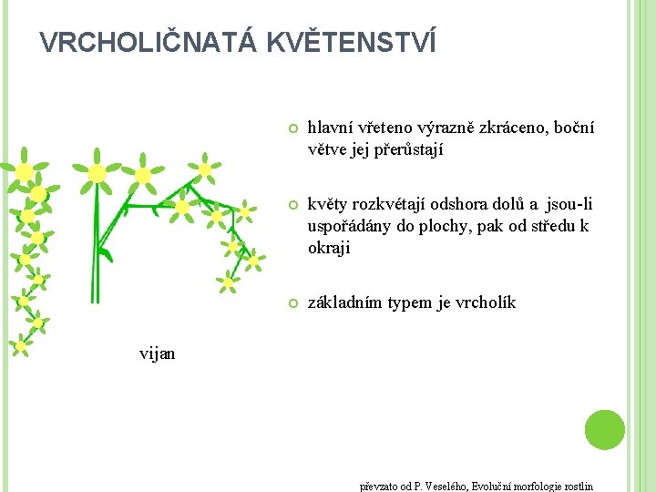 VRCHOLIČNATÁ KVĚTENSTVÍ hlavní vřeteno výrazně zkráceno, boční větve jej přerůstají květy rozkvétají odshora dolů