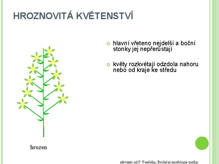 HROZNOVITÁ KVĚTENSTVÍ hlavní vřeteno nejdelší a boční stonky jej nepřerůstají květy rozkvétají odzdola nahoru