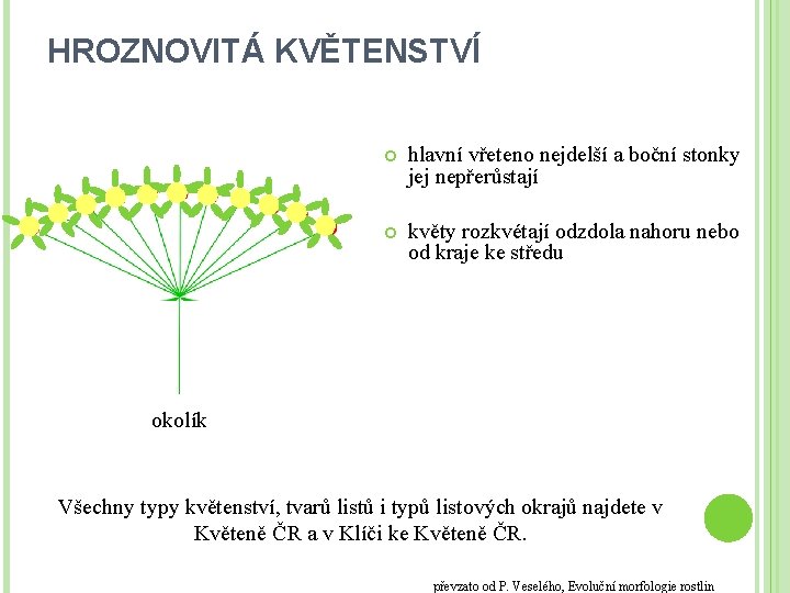 HROZNOVITÁ KVĚTENSTVÍ hlavní vřeteno nejdelší a boční stonky jej nepřerůstají květy rozkvétají odzdola nahoru