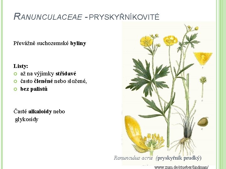 RANUNCULACEAE - PRYSKYŘNÍKOVITÉ Převážně suchozemské byliny Listy: až na výjimky střídavé často členěné nebo