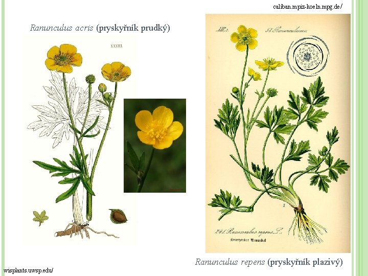 caliban. mpiz-koeln. mpg. de / Ranunculus acris (pryskyřník prudký) Ranunculus repens (pryskyřník plazivý) wisplants.