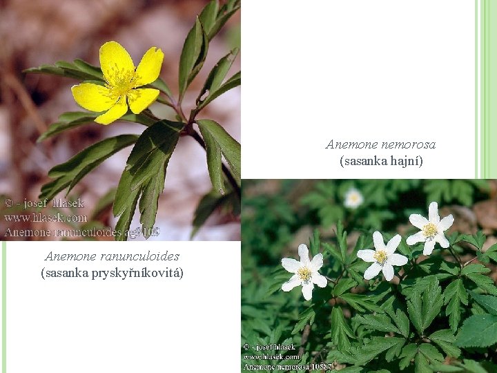 Anemone nemorosa (sasanka hajní) Anemone ranunculoides (sasanka pryskyřníkovitá) 