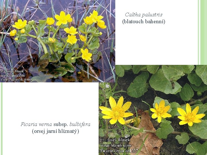 Caltha palustris (blatouch bahenní) Ficaria verna subsp. bulbifera (orsej jarní hlíznatý) 